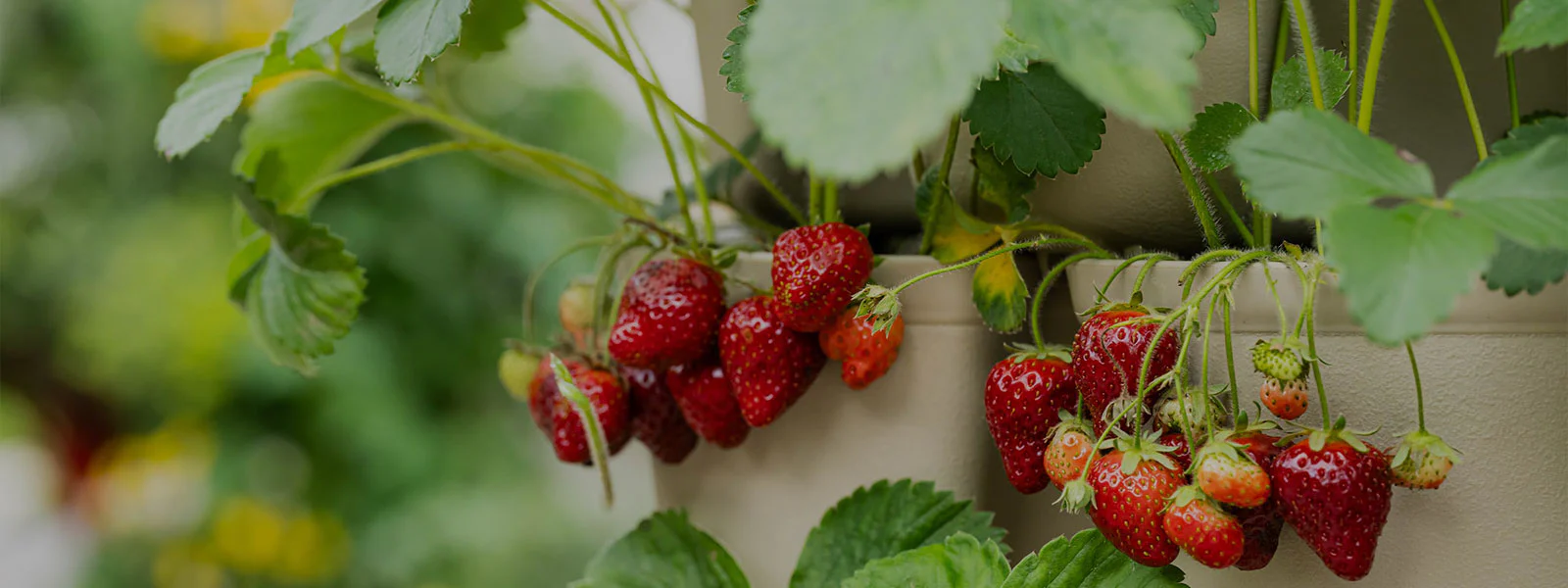 Welcome to Our Store