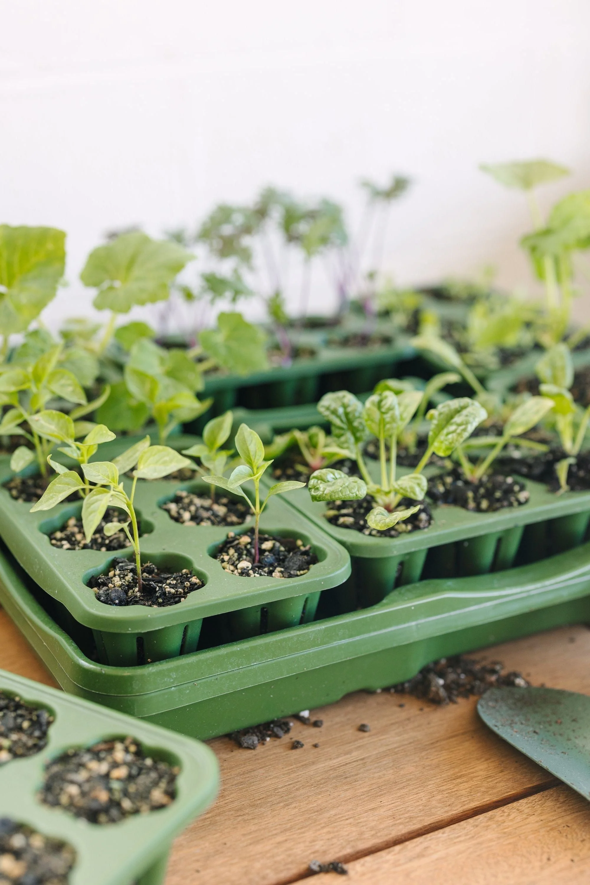 Featured Yard & Garden